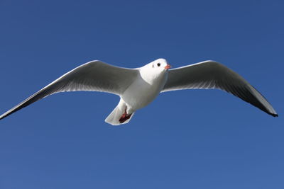 Low angle view of seagull flying