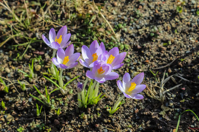 High angle view of purple crocus flowers on field