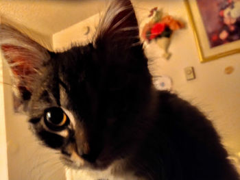 Close-up portrait of a cat at home