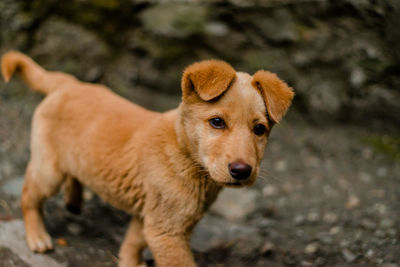 Portrait of dog looking at camera