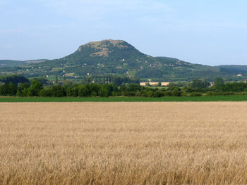 Scenic view of agricultural field against sky