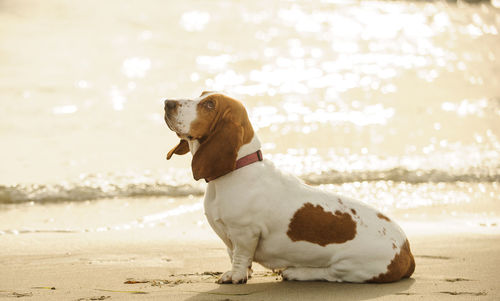 Basset hound sitting on sea shore