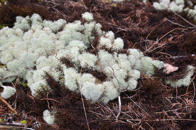 Plant growing on field