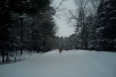 People walking on snow covered landscape