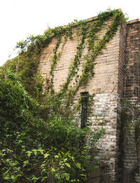 Creeper plants on brick wall