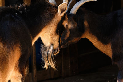 Two goats play