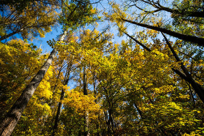 Low angle view of trees in forest during autumn