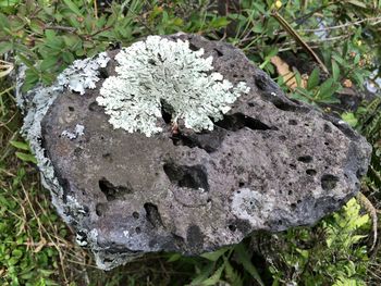 High angle view of plants