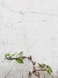 Close-up of leaves on plant against wall