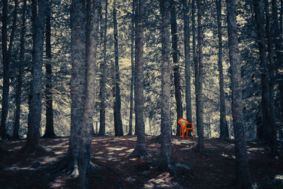 Rear view of man walking in forest