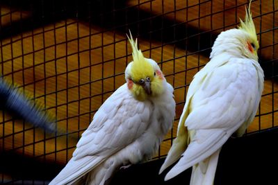 Two birds perching in cage