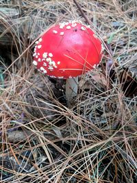 High angle view of mushroom growing on field