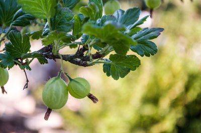 Close-up of fruit growing on tree