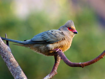 Close-up of bird perching on branch