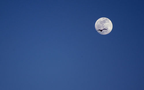 Low angle view of bird flying against full moon in clear blue sky at dusk