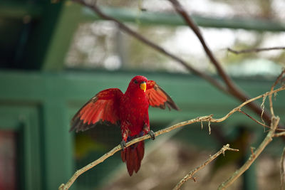 Close-up of bird perching on branch