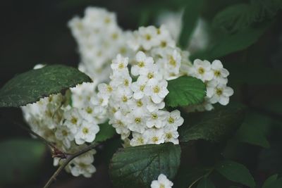 Close-up of white hydrangea