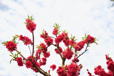 Low angle view of flower tree against sky