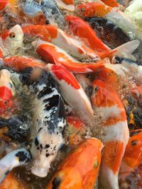 Full frame shot of koi carps swimming in pond