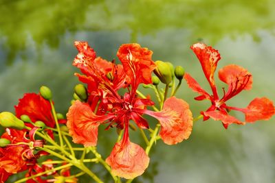 Close-up of red flowering plant