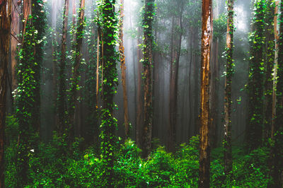 Trees in forest