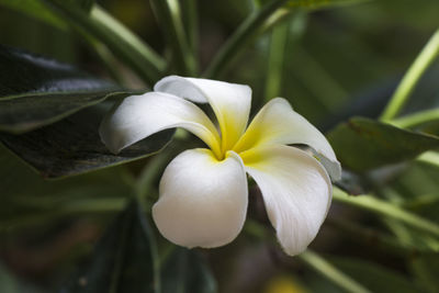 Close-up of white flowers blooming outdoors