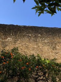 Plants growing on field against clear sky