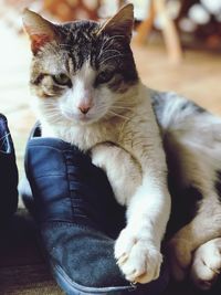 Close-up of cat sitting on blanket