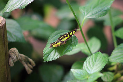 Close-up of butterfly on leaves