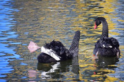 Swan swimming in lake