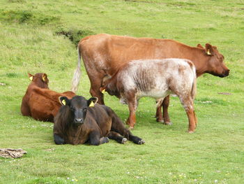 Cows grazing on field