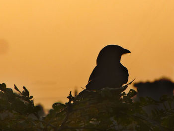 Silhouette bird perching on a plant