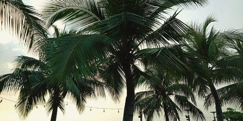 Low angle view of palm trees against sky