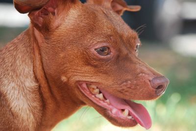 Close-up of a dog