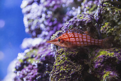 Beautiful colorful fish close-up. underwater photo