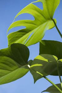 Low angle view of leaves against blue sky