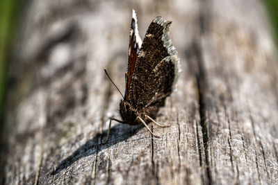 Mourning cloak