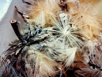 Close-up of dandelion