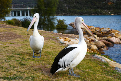 Swans on lake by trees