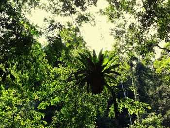 Trees and leaves in forest