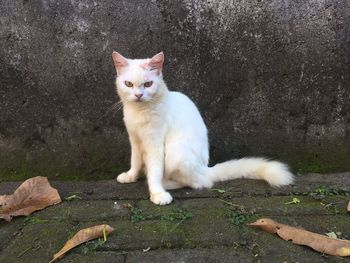 Portrait of white cat