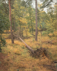 View of trees in forest