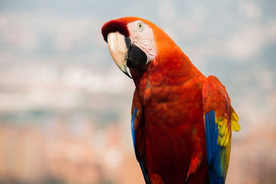 Close-up of parrot