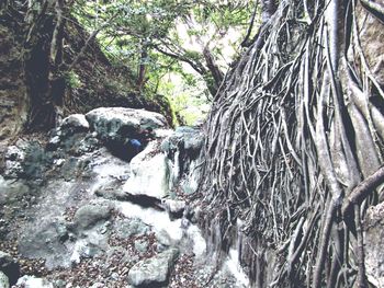 Stream flowing through forest