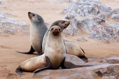 High angle view of sea lion