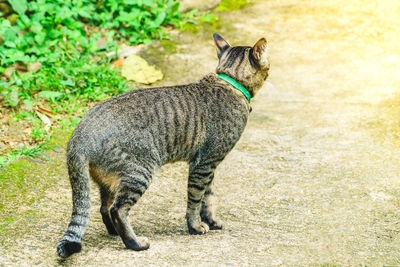 Cat in the park, the cat is gazing forward in the park.