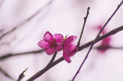 Close-up of pink flower blooming on tree against sky