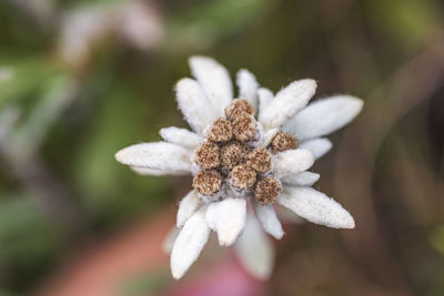 Close-up of white flowering plant