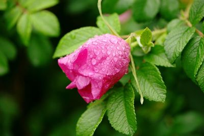 Close-up of pink rose