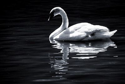 Swan swimming in lake